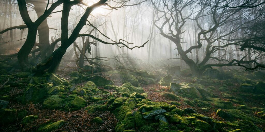 Forêt bretonne des contes et légendes de Bretagne