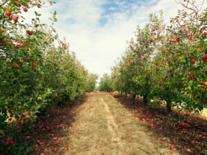 Pommes dans un verger breton utilisé pour la production de cidre en Bretagne